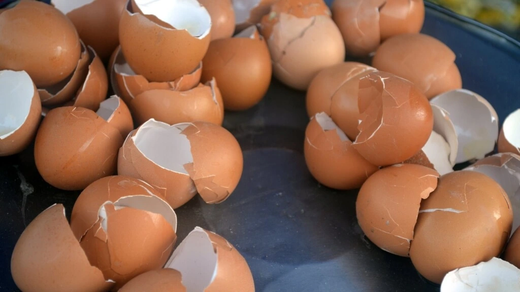 Egg Shells