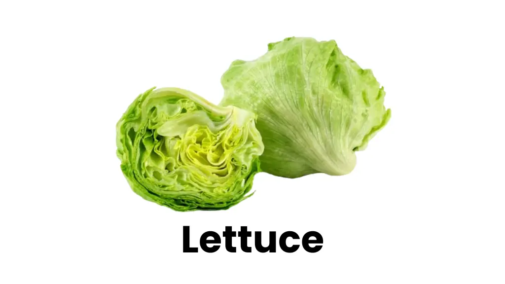 Lettuce