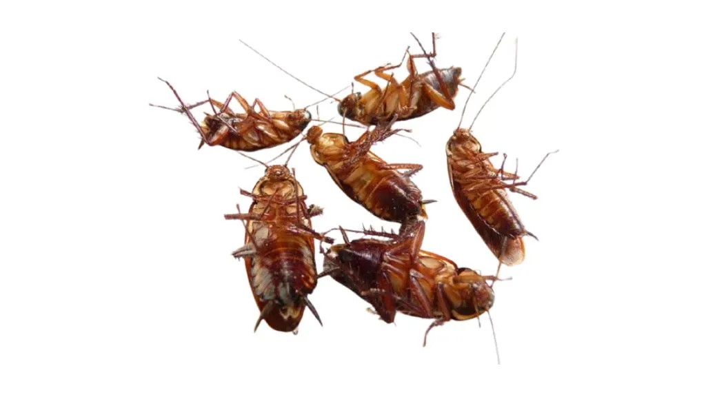 Keep pests out of the kitchen garbage disposal