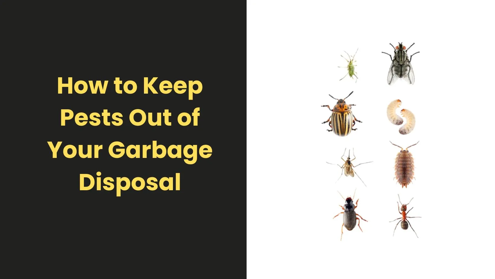 How to Keep Pests Out of Your Garbage Disposal